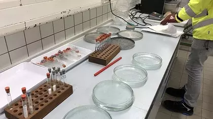 Laborsituation - viele Reagenzgläser stehen nebeneinander auf eineem Tisch